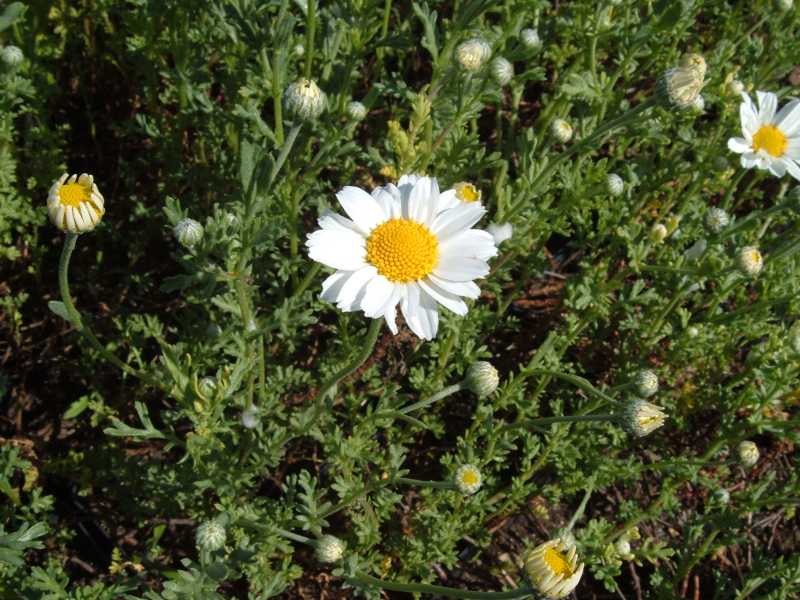 Anthemis maritima L. /  margherita